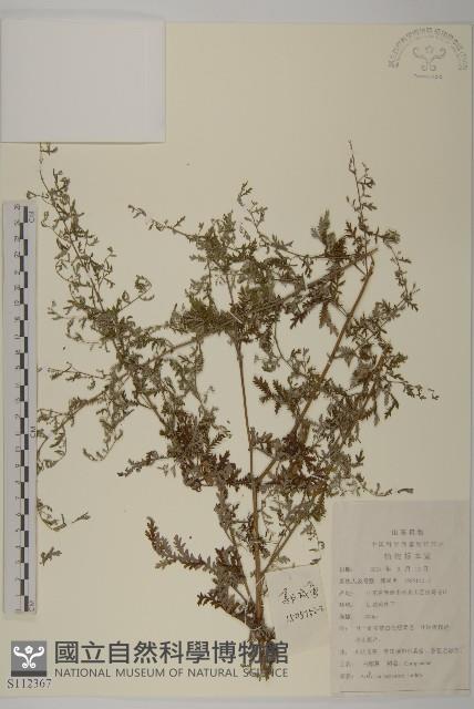 僧蒿藏品圖，第1張