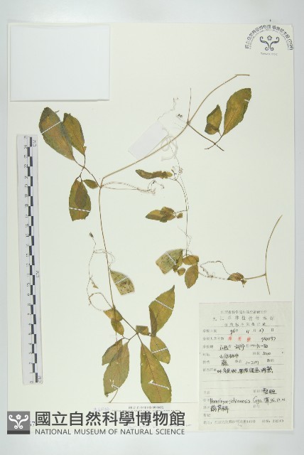 馬銅鈴藏品圖，第1張