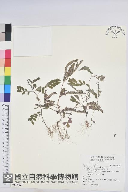 疣果葉下珠藏品圖，第1張