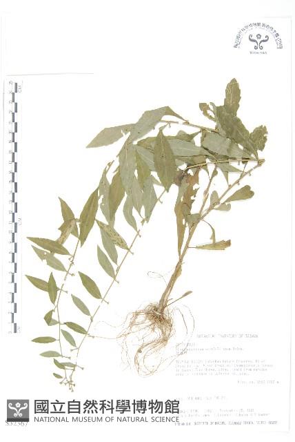 秋分草藏品圖，第1張