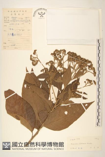 斑鳩菊藏品圖，第1張