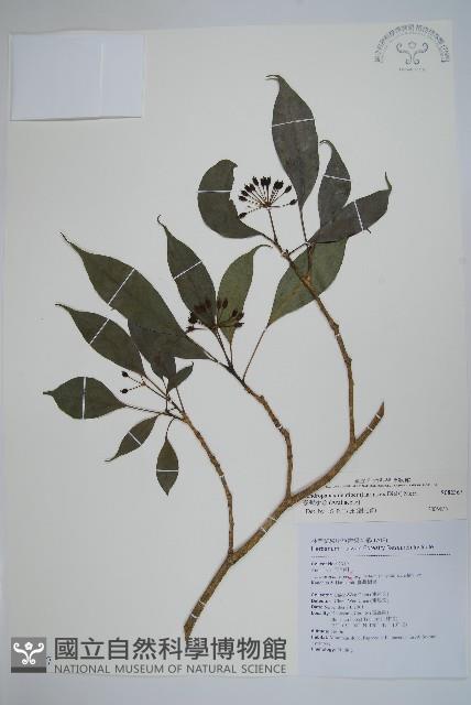 臺灣樹參藏品圖，第1張