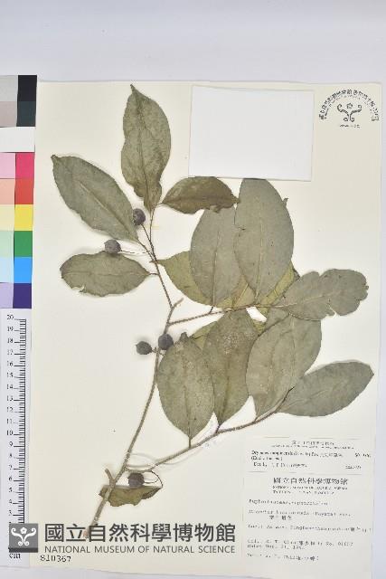 交力坪鐵色藏品圖，第1張