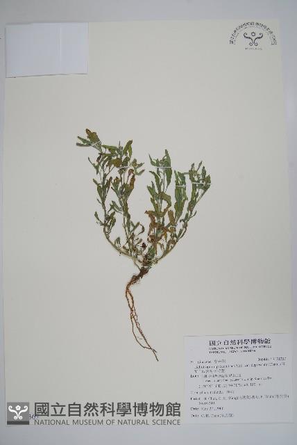 伏毛天芹菜藏品圖，第1張