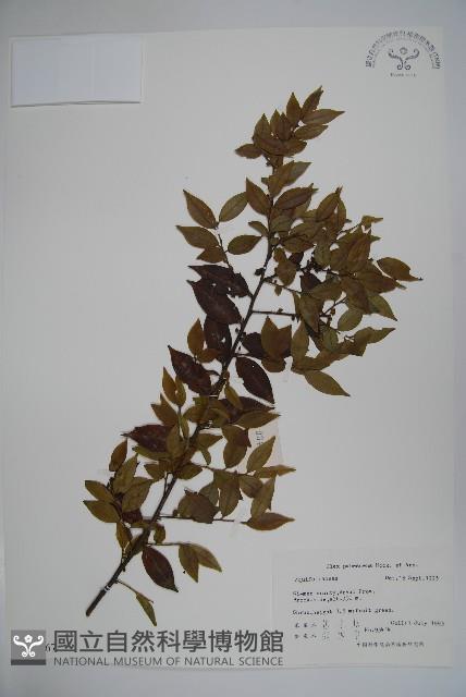 密毛假黃楊藏品圖，第1張