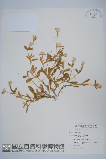 假千日紅藏品圖，第1張