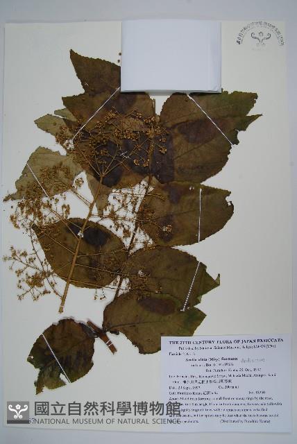 遼東蔥木藏品圖，第1張