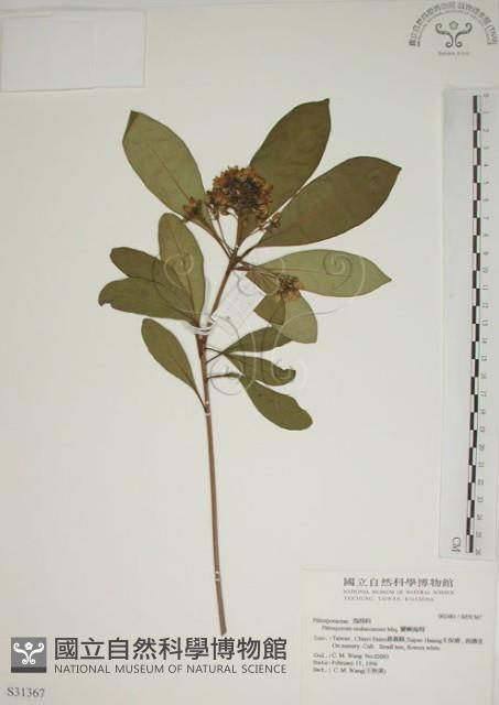 蘭嶼海桐藏品圖，第1張