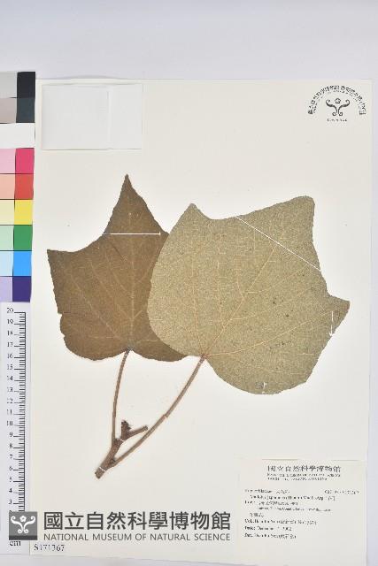 野桐藏品圖，第1張