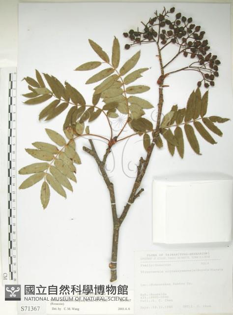 巒大花楸藏品圖，第1張