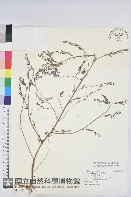 小返魂藏品圖，第1張