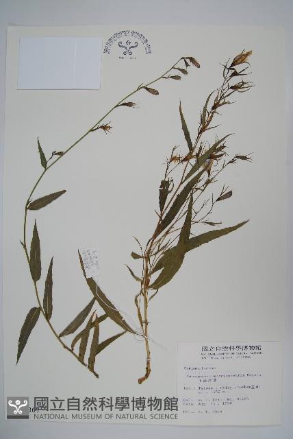 玉山沙參藏品圖，第1張