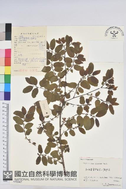 青灰葉下珠藏品圖，第1張