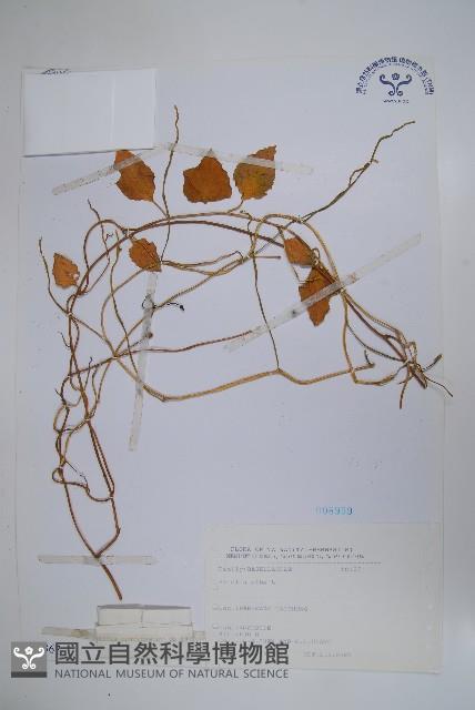 落葵藏品圖，第1張