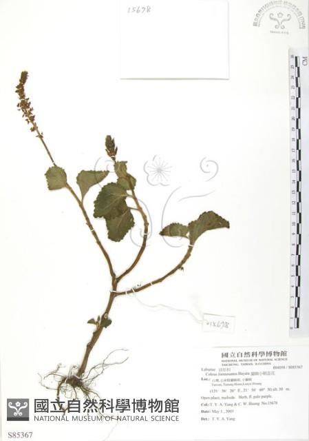 蘭嶼小鞘蕊花藏品圖，第1張