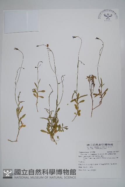 細葉蘭花參藏品圖，第1張