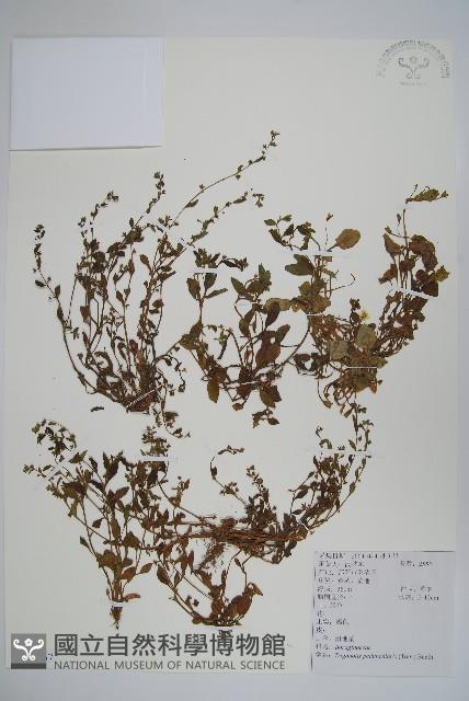 附地菜藏品圖，第1張