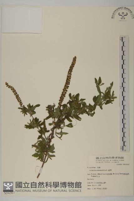 豬草、瘤果菊藏品圖，第1張