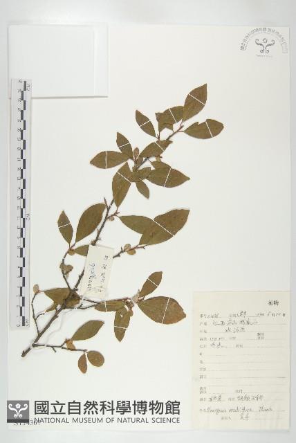 木半夏藏品圖，第1張