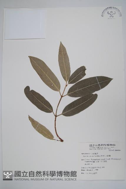 大錦蘭藏品圖，第1張