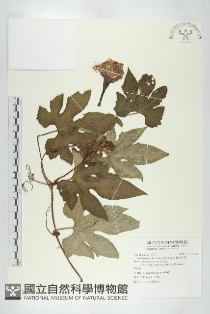 槭葉括樓藏品圖，第1張