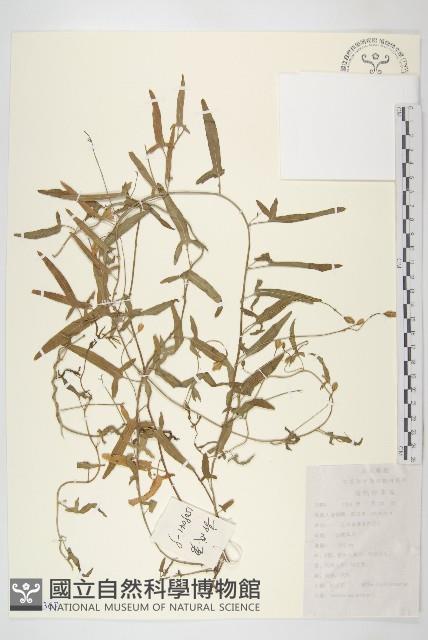 田旋花藏品圖，第1張