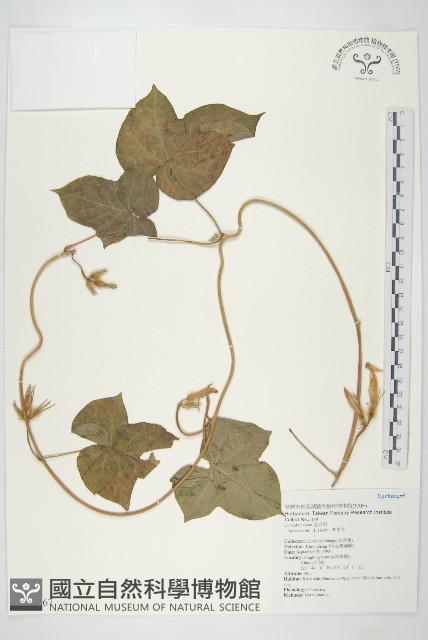 牽牛花藏品圖，第1張