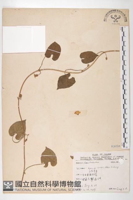 白花牽牛藏品圖，第1張