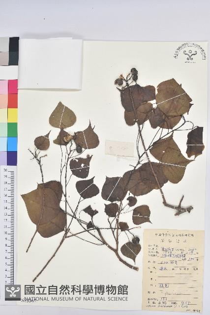 烏臼藏品圖，第1張