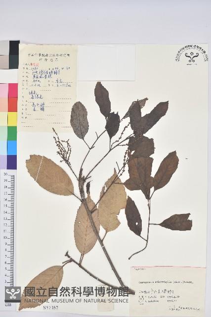 苦櫧栲藏品圖，第1張