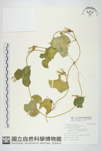 碗仔花藏品圖，第1張