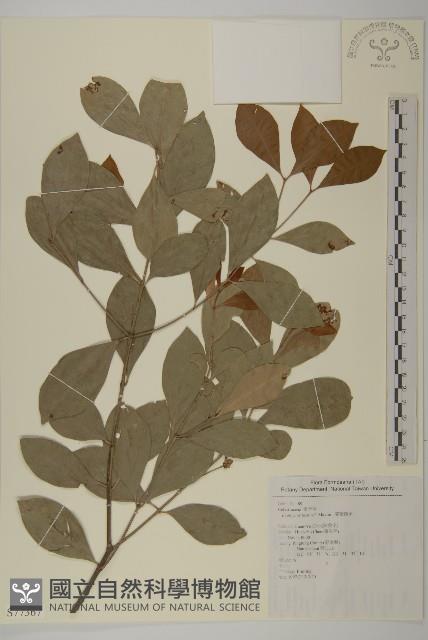 菱葉衛矛藏品圖，第1張