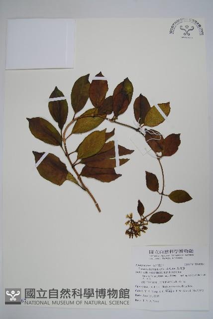 爬森藤藏品圖，第1張