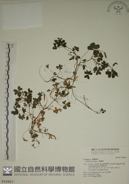 酢漿草藏品圖，第1張