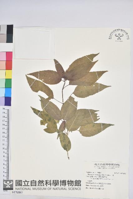 山靛藏品圖，第1張