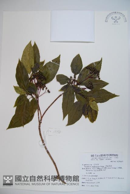 高山莢迷藏品圖，第1張