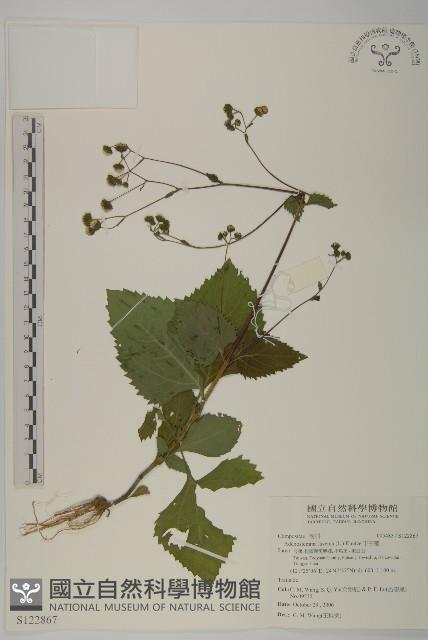 下田菊藏品圖，第1張