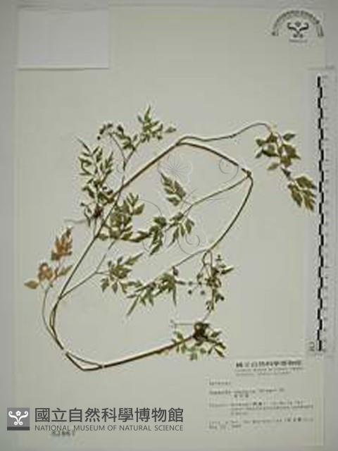 水芹菜藏品圖，第1張