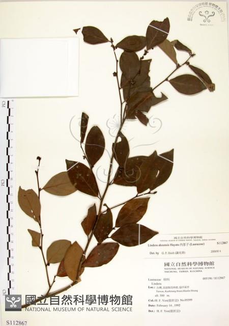 內苳子藏品圖，第1張