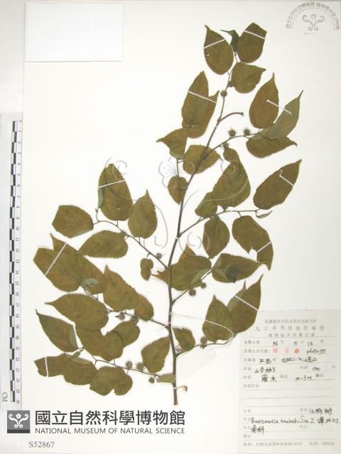 小構樹藏品圖，第1張