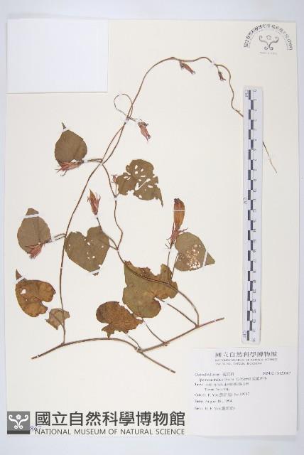 銳葉牽牛藏品圖，第1張