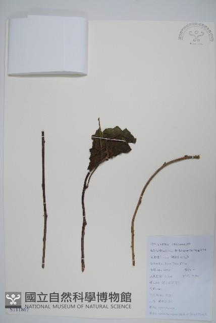 軟棗獼猴桃藏品圖，第1張