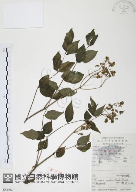 灰色木藍藏品圖，第1張