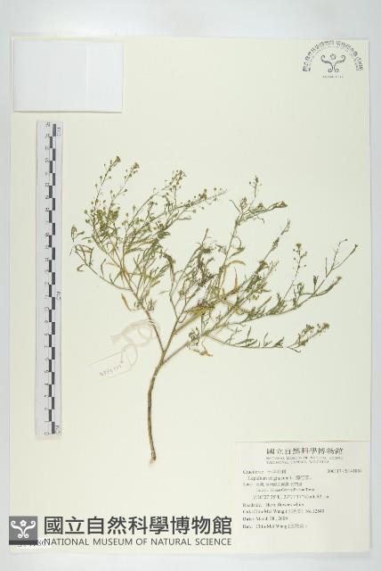 獨行菜藏品圖，第1張