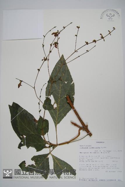 登錄號:S095867藏品圖，第1張