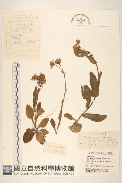 紅輪狗舌草藏品圖，第1張