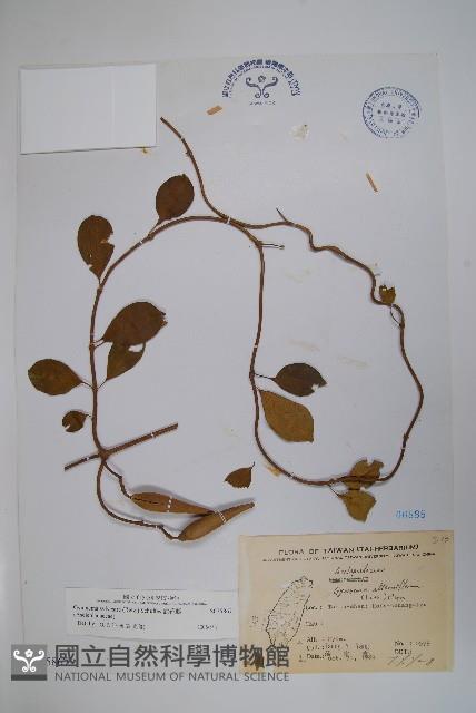 武靴藤藏品圖，第1張