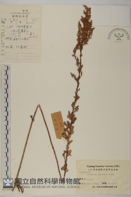 牡蒿藏品圖，第1張