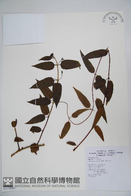 阿里山忍冬、漸尖葉忍冬藏品圖，第1張