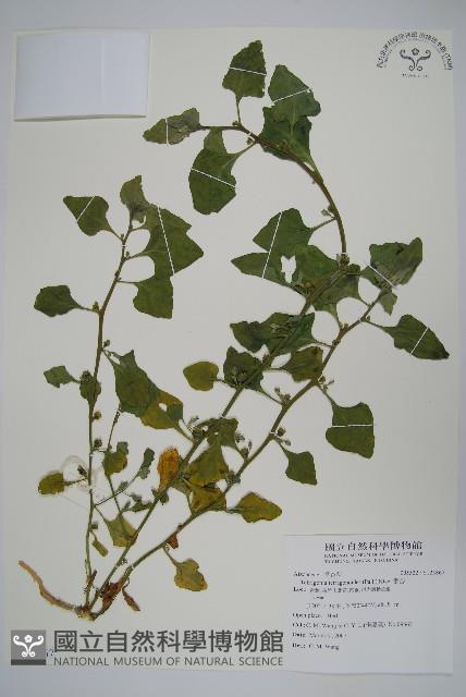 番杏藏品圖，第1張